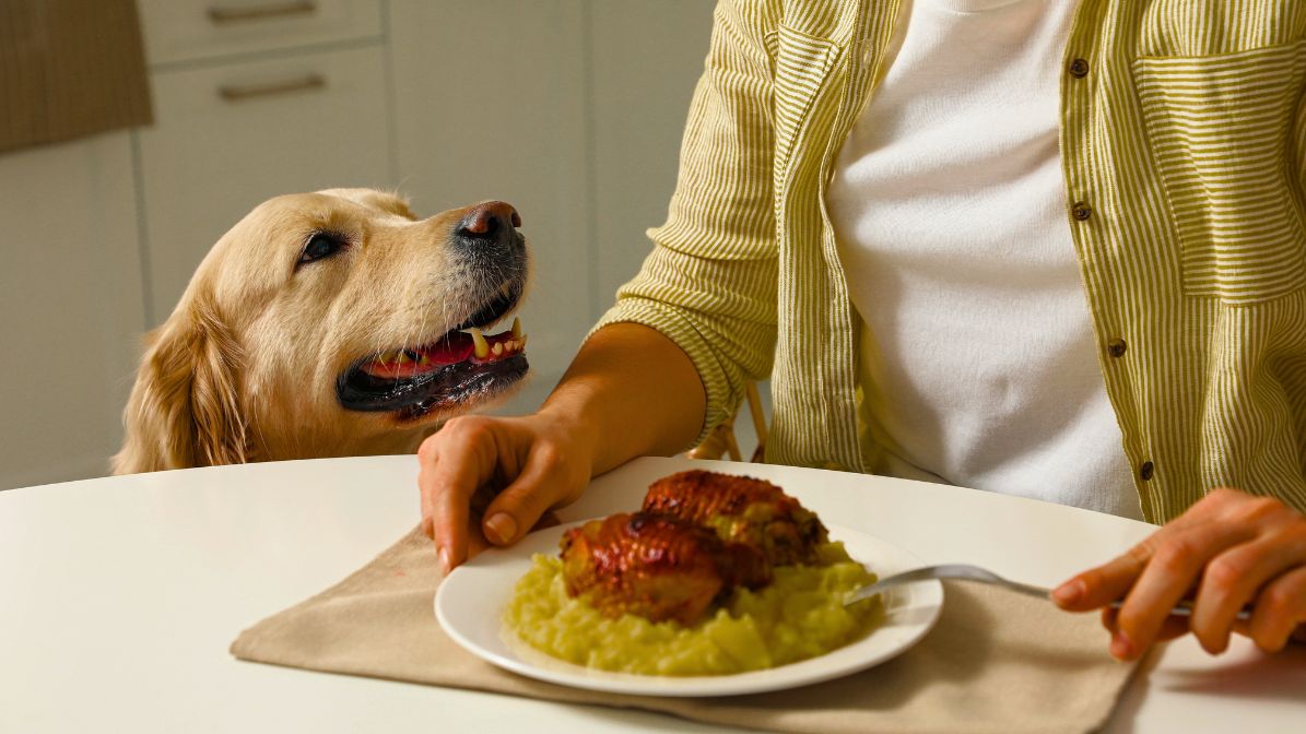 Vet Approved Healthy Human Food for Dogs