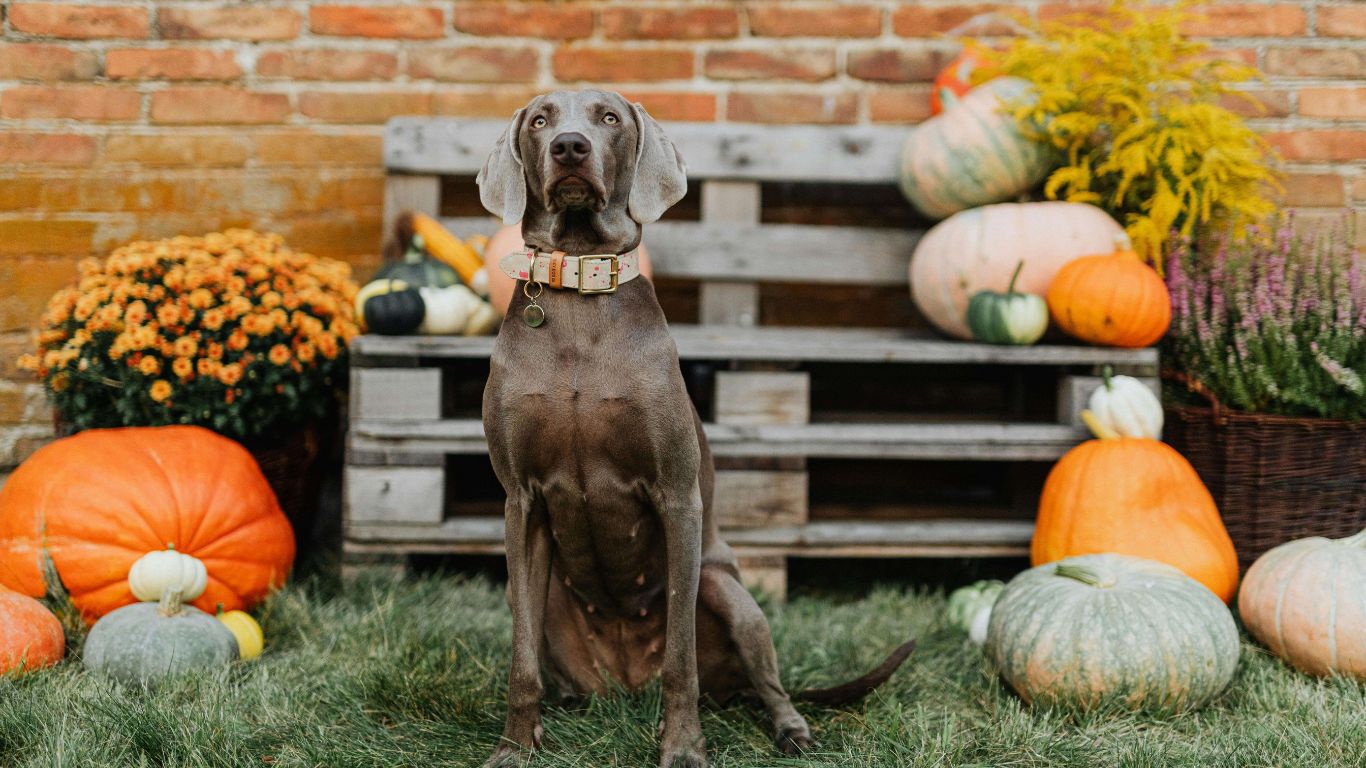 Sweet Potatoes vs. Pumpkin – Which is Best for Your Dog?