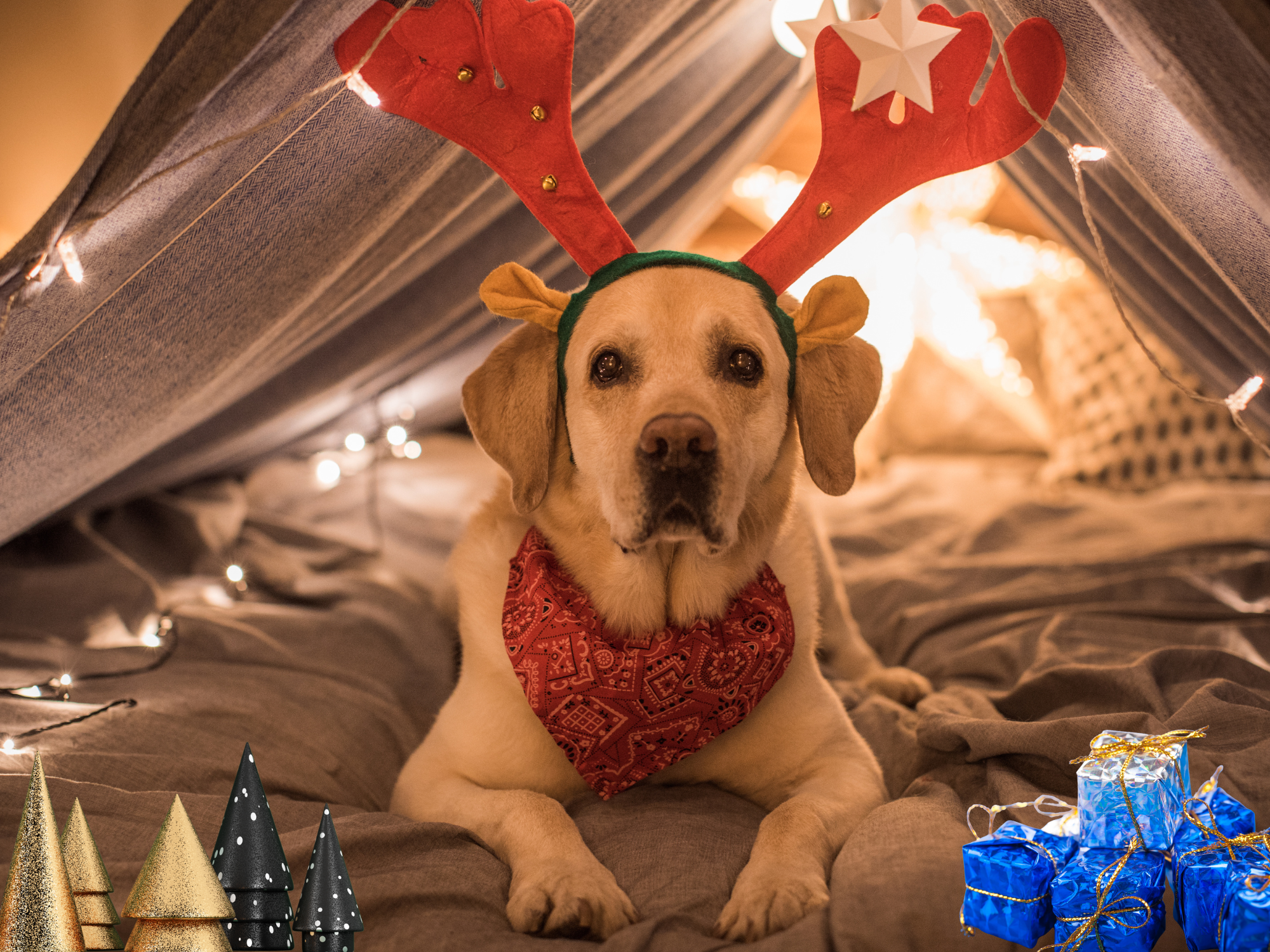 Tails of Holiday Joy: How to Include Your Dog in Christmas, Hanukkah & Winter Celebrations