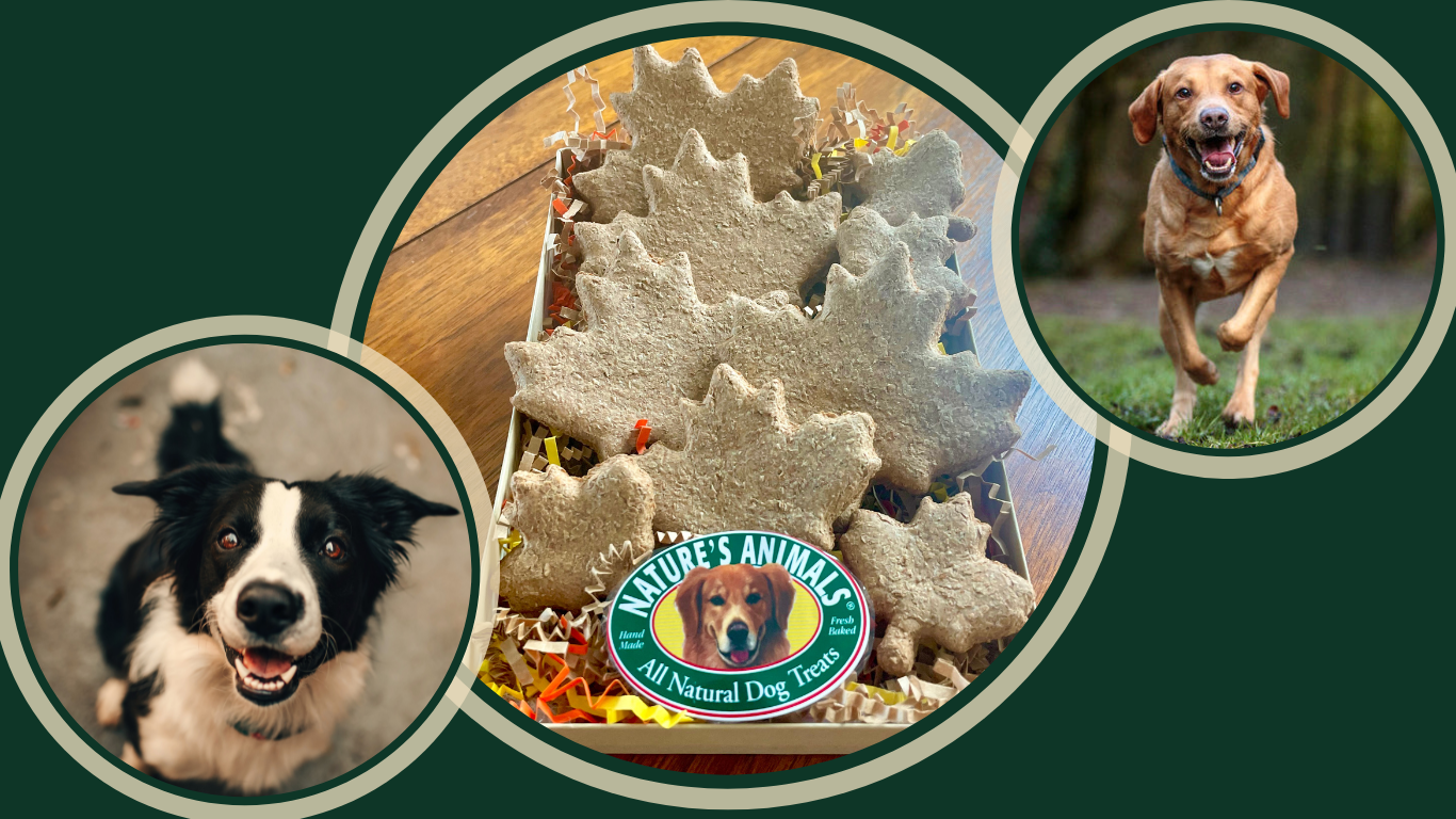 Unveiling Fall Magic with Limited Edition Bacon-Maple Leaf Crunchies for Dogs