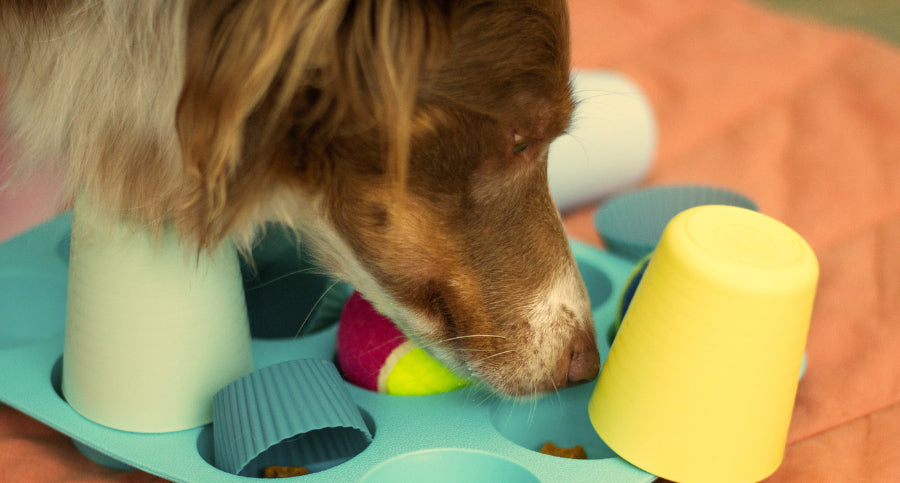 5 Fun Ways to Stimulate Your Dog’s Brain