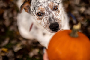Pawsitively Yummy: A Wag-Worthy Comparison of Sweet Potatoes and Pumpkin for Your Dog