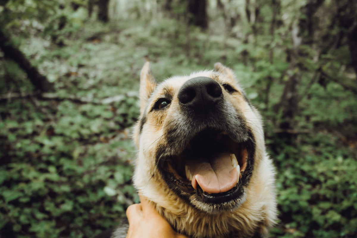 Unleashing Good Health: 3 Incredible Health Benefits of Living with a Dog