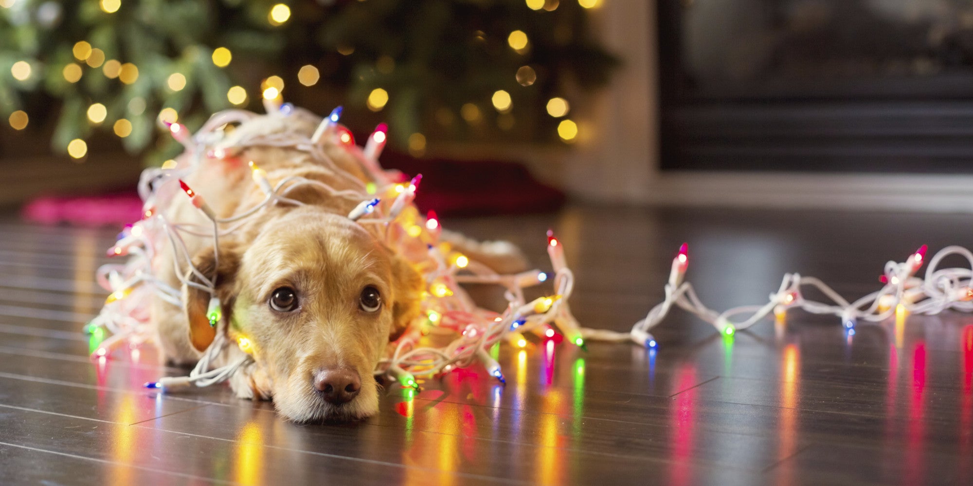 12 Wishes For A Pawfect Christmas