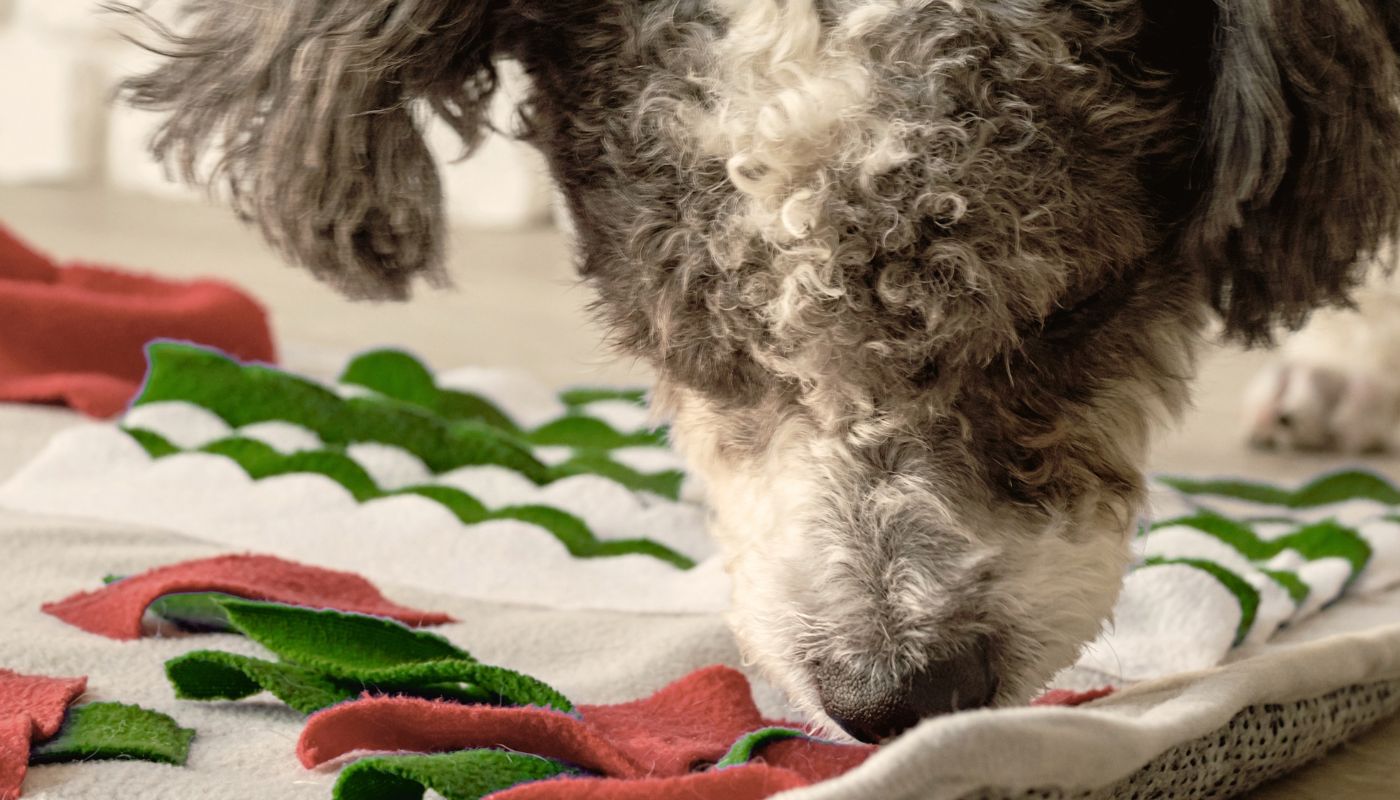 10 Fun Ways to Stimulate Your Dog's Brain in 2026 | Dog Enrichment Ideas