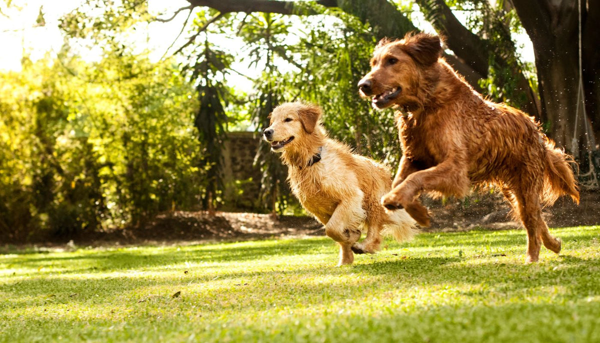 Leaf Pile Chaos: Fall Backyard Hazards Every Dog Owner Should Know