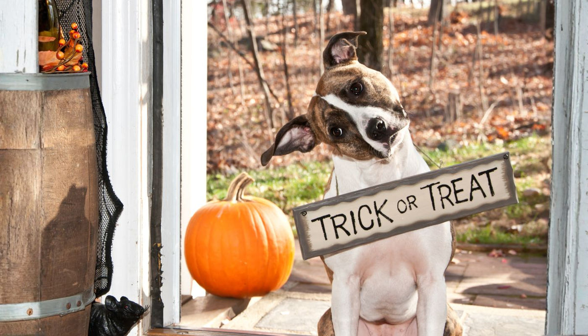Halloween Treats for Kids AND Their Dogs? Now That’s a Howl-O-Ween!
