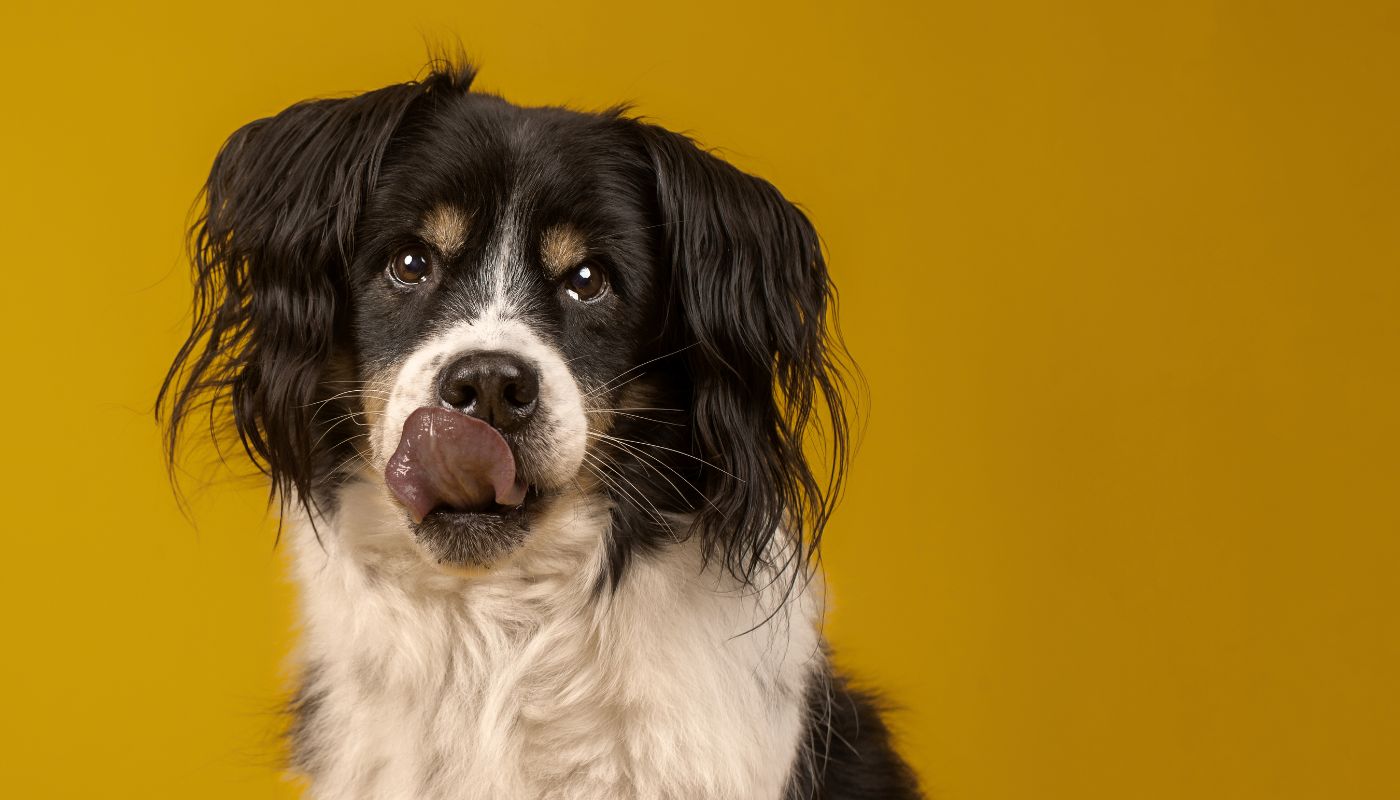 Protein: A Powerful Source of Nutrition for Your Pet 