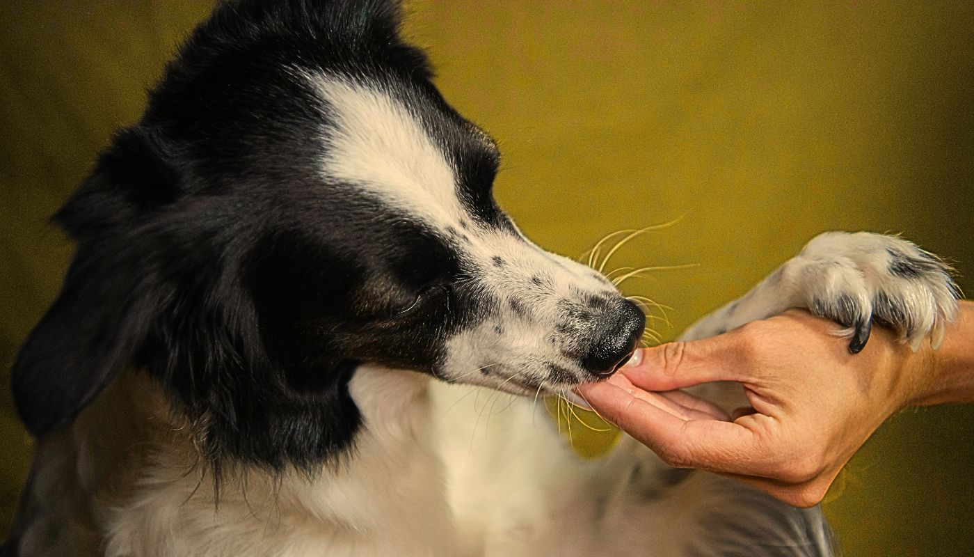 Protein: A Powerful Source of Nutrition for Your Pet 