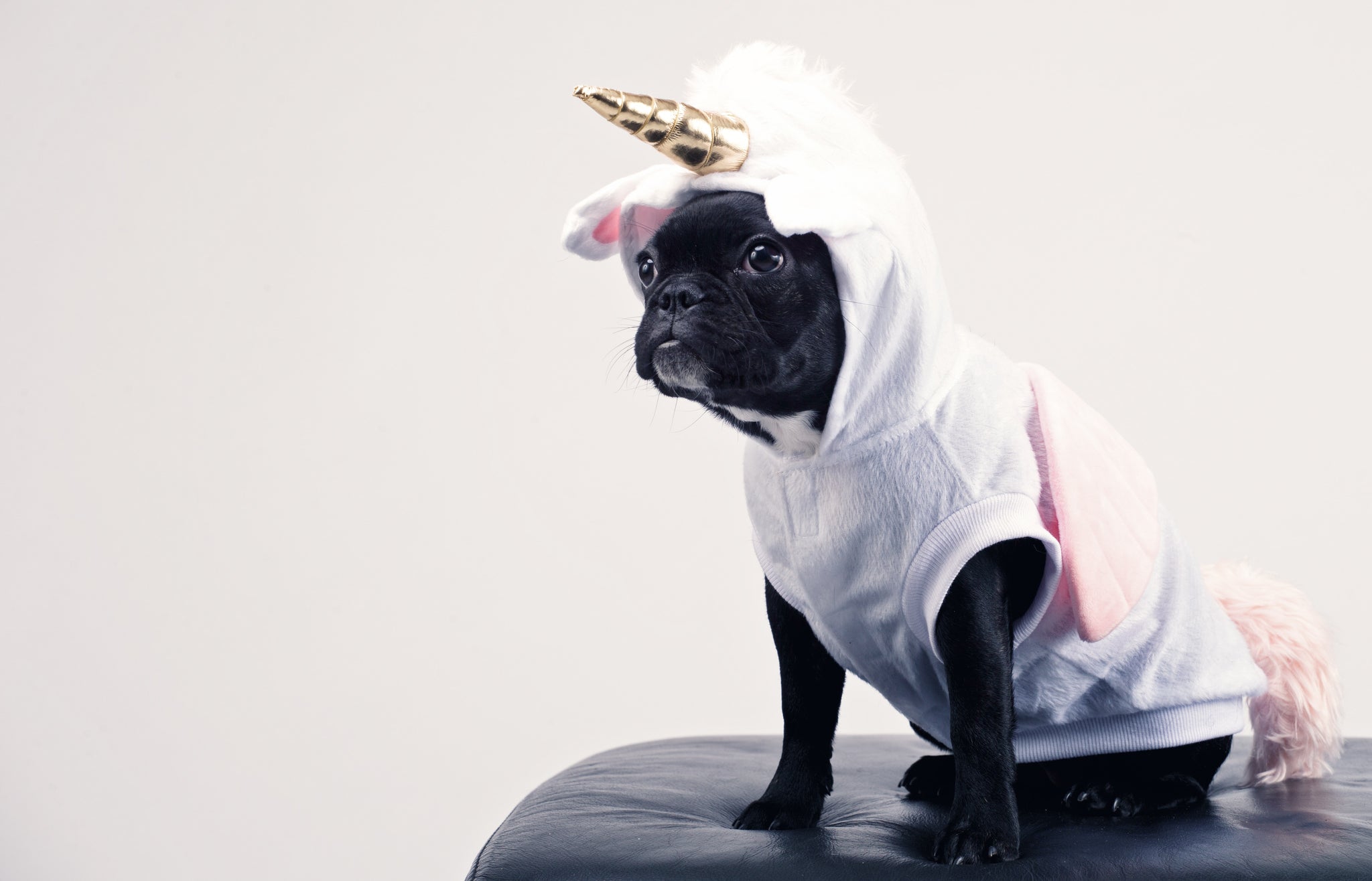 Halloween Safety Tips For Dogs