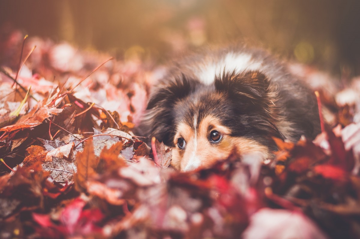 Autumn’s Dangers for Dogs