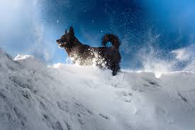 Winter Safety Tips For Dogs