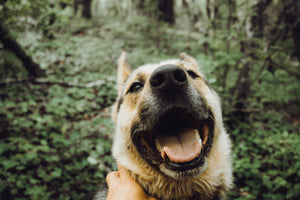 Unleashing Good Health: 3 Incredible Health Benefits of Living with a Dog 
